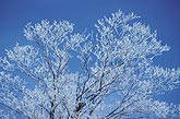 Tree branches coated with hoarfrost are crystalline against a blue sky