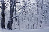 Trees edged with snow in a snowy woods scenic