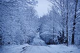 Snow scenic: heavy wet snow on tree-lined country road