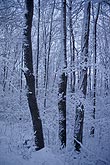 Snow-laden branches in a snowy woods