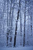 Heavy wet snow coats tree branches in a snowy woods