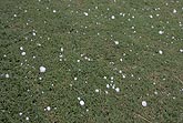 Overview of hailstones on grass
