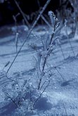 Hoarfrost on weeds from ice deposition by sublimation