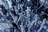 Hoarfrost coats weeds as frost and ice accumulates preferentially