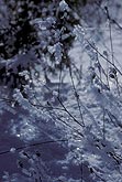 Hoarfrost coats weeds when saturated air freezes (sublimates)
