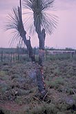 Plant (soaptree yucca) struck by lightning in the desert
