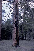 Lightning damage to a tree where the trunk is scarred by the strike