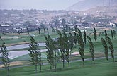 Bent trees on a golf course bow as strong wind blows