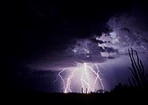 Multiple cloud-to-ground lightning bolts silhouette cactus