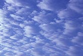 An flock of Altocumulus Floccus clouds gambols across the sky