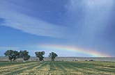 A low rainbow arch in a meditative pastoral landscape