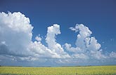 Cloud types, TCu: lines of tall, twisting towering Cumulus clouds