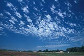 Altocumulus Floccus clouds in which each tuft has a tiny updraft