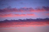 A peaceful sunset with rosy cloud bands with wavy purple tops