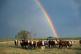 A rainbow arcs over greener pastures on a farm with cattle