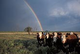 Cows look on as a rainbow arcs over a pasture