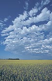 Billows of puffy cloud arch over fields of canola