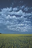 Puffs of Altocumulus cloud over a canola field