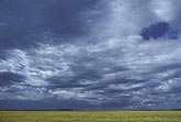 Woolly clouds over canola field