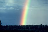 Brilliant rainbow over a far north forest