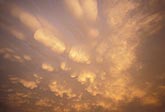 Golden Mammatus clouds