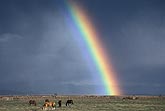 Intensely colored close rainbow with horses