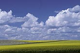 Cloud type, Cu: Cumulus clouds over yellow canola fields