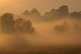 Fog blankets trees in shroud of mystery