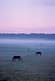 Fog in a peaceful pasture with grazing horses