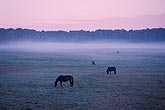 A soft blue-green mist of thin fog settles in a horse pasture 